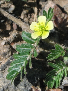 Tribulus terrestris